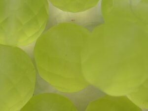 FP1-12-80130M Matte Jonquil Czech Glass Facet Firepolish 12mm 6 stuks