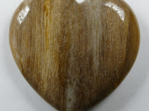 2-QJR-20 Hart Petrified Wood (versteend hout)