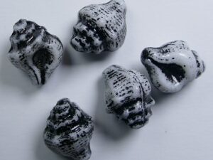 0010519 White Alabaster Black Washed Shell Beads 15 x 12 mm. 5 Pc. - Afbeelding 1