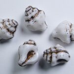 0140272 white alabaster bronze washed shell beads 15×12 mm color 02010-54317