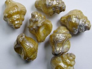 Shell Beads