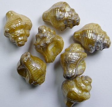 0030353 White Alabaster Silver Picasso Murex Shell Beads White Alabaster Silver Picasso Murex Shell Beads