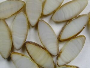 0140282 White Opal Light Ivory Chocolate Silver Splash Oval Ship Bead Table Cut. 5 Pc.