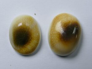 SE-3 Natuurschelp Cabochon Shiva's Eye Shell set van 2 stuks