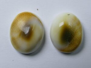SE-4 Natuurschelp Cabochon Shiva's Eye Shell set van 2 stuks
