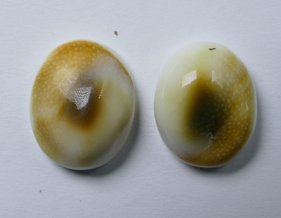 SE-4 Shiva's Eye Set van 2 stuks Natuursteen schelp 17x14x7