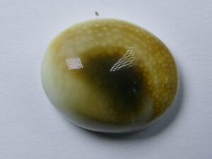 SE-5 Natuurschelp Cabochon Shiva's Eye Shell