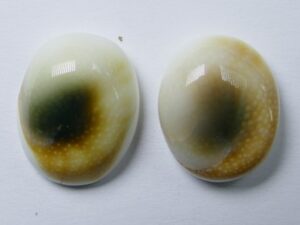 SE-9 Natuurschelp Cabochon Shiva's Eye Shell set van 2 stuks